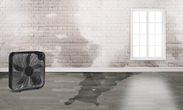 Best Water damage restoration insurance claims  in Haughton, LA